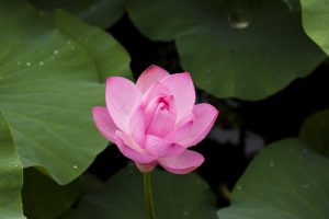 Mobile Lotus App Download: Step-by-Step Guide for India (2026)