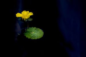 Verified Lotus365 Login: Step-by-Step Guide for India (2026)